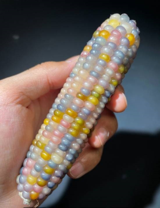 文玩玉米走红!最高卖到上万元 部分还是胶水粘出来的