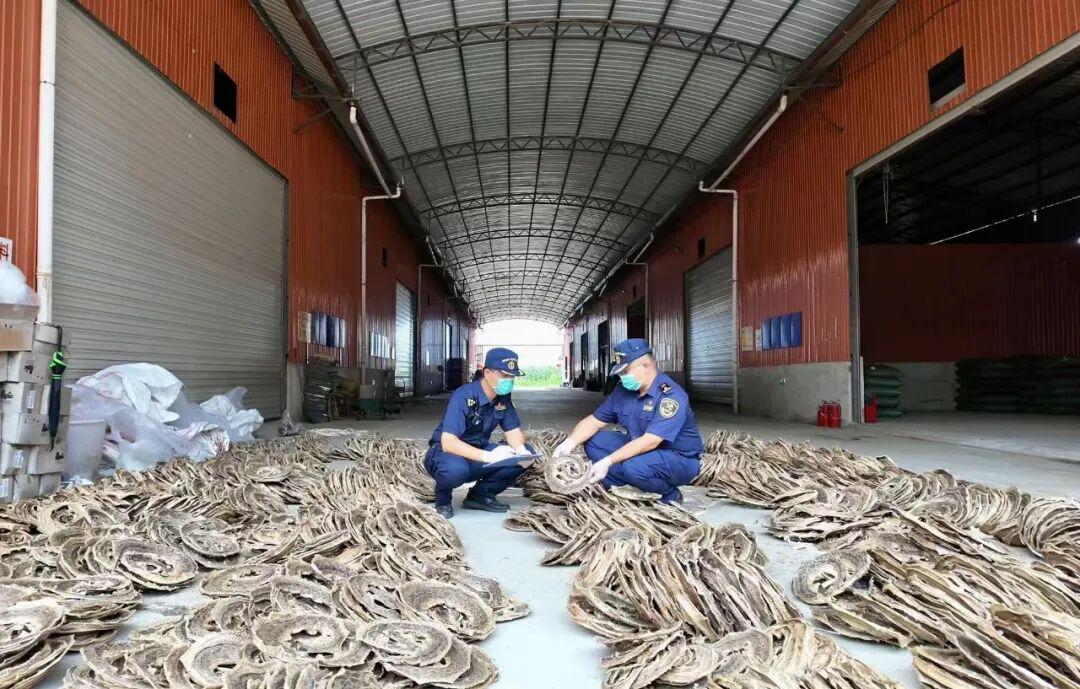 一货车拉木炭从瑞丽口岸进境因散发异味被查,车厢底部竟暗藏大量蛇干:共查获蛇干2380条,干蛇鞭蛇胆1795个